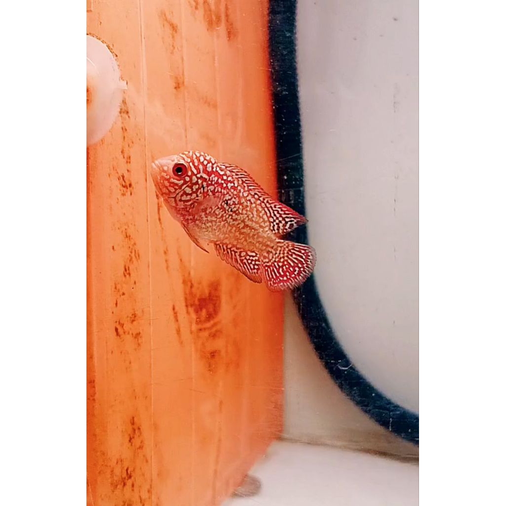 GB kamfa (5_6cm)100%Real pict