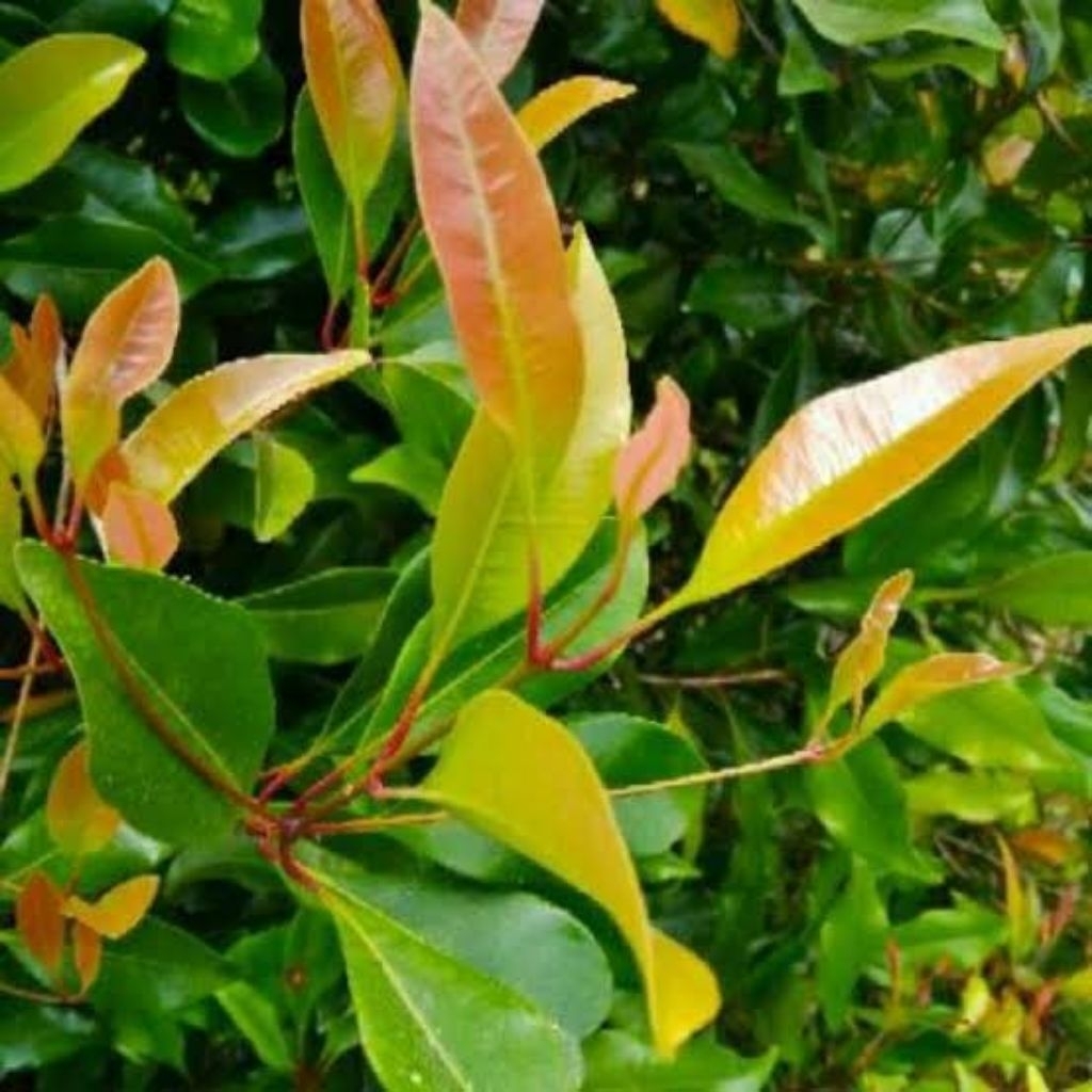 

1kg Daun cengkeh segar untuk jamu herbal dan bumbu masakan