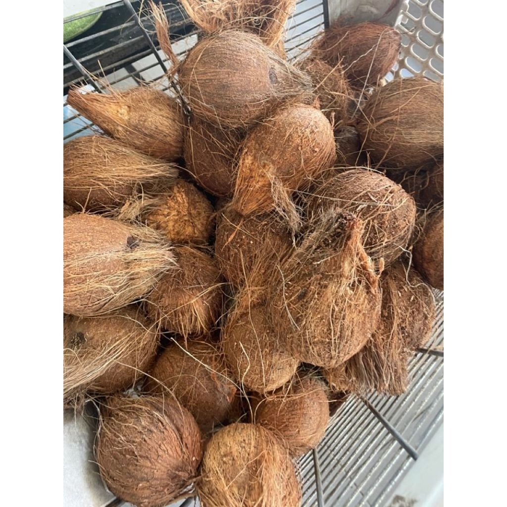 

kelapa tua segar buat santan per 1 pcs