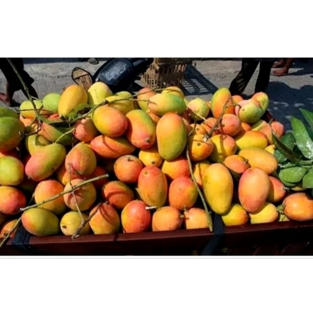 bibit buah mangga podang super okulasi