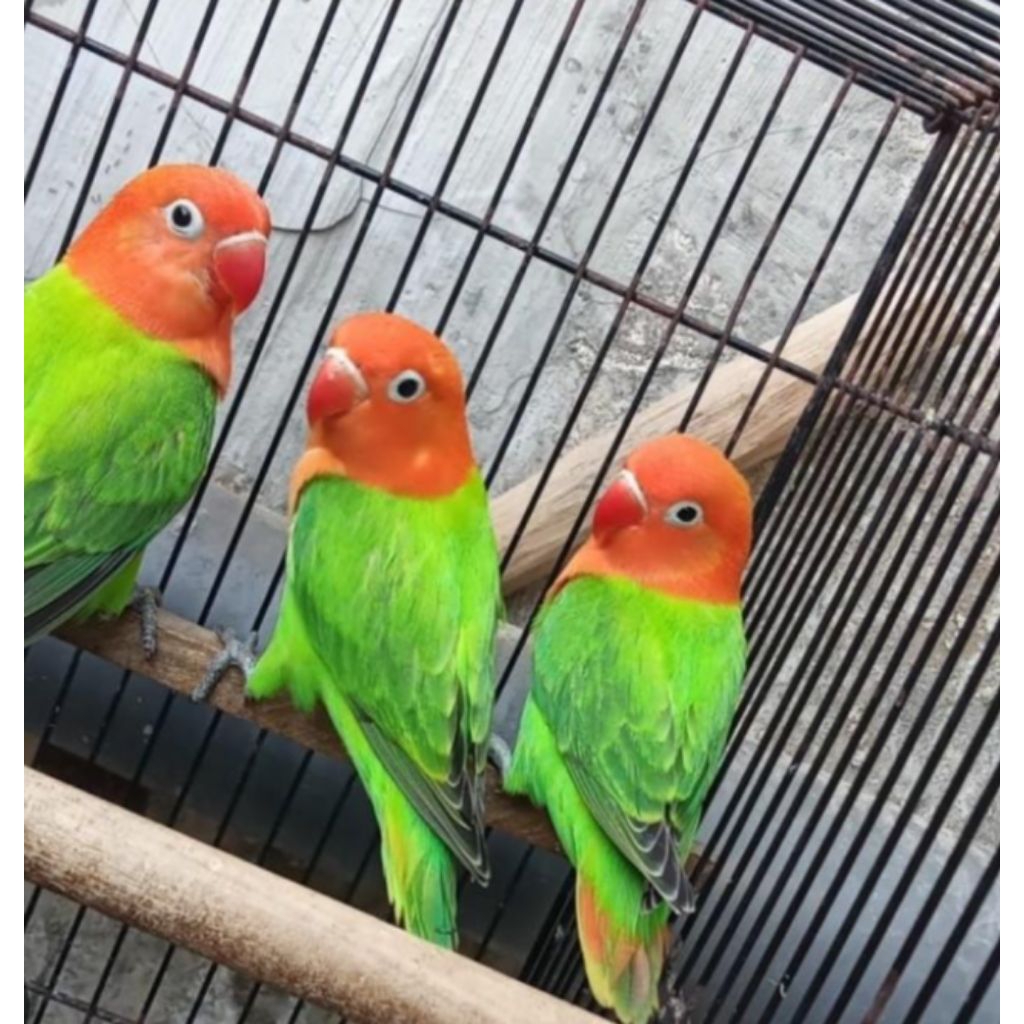 Telur fertil LOVE BIRD Biola green