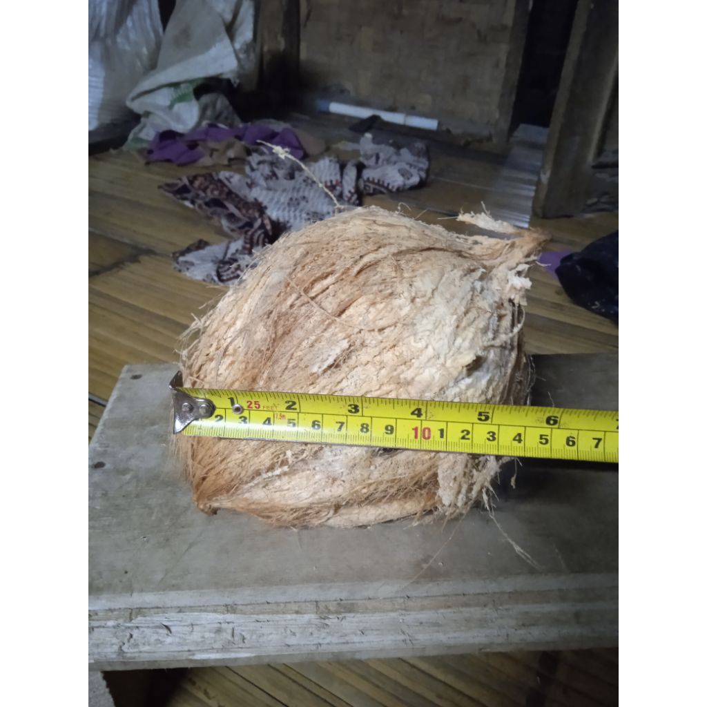 

kelapa tua termurah