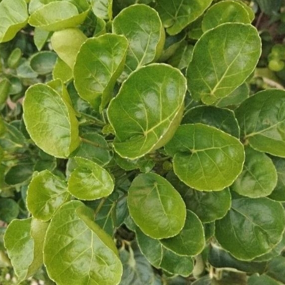 

Daun bunga magkokan per 50 lembar