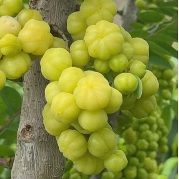 

BUAH CERMEI CAREME FRES LANGSUNG PETIK BUAH LANGKA 500 gram