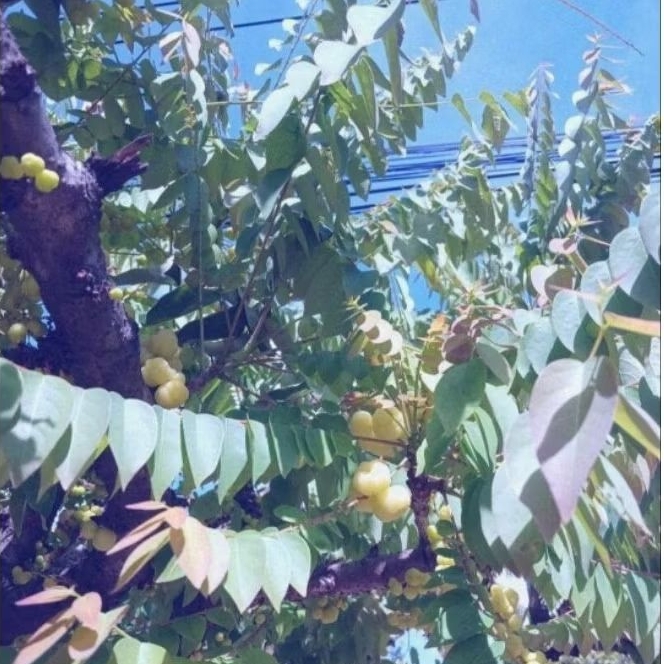 

daun cermai segar langsung petik