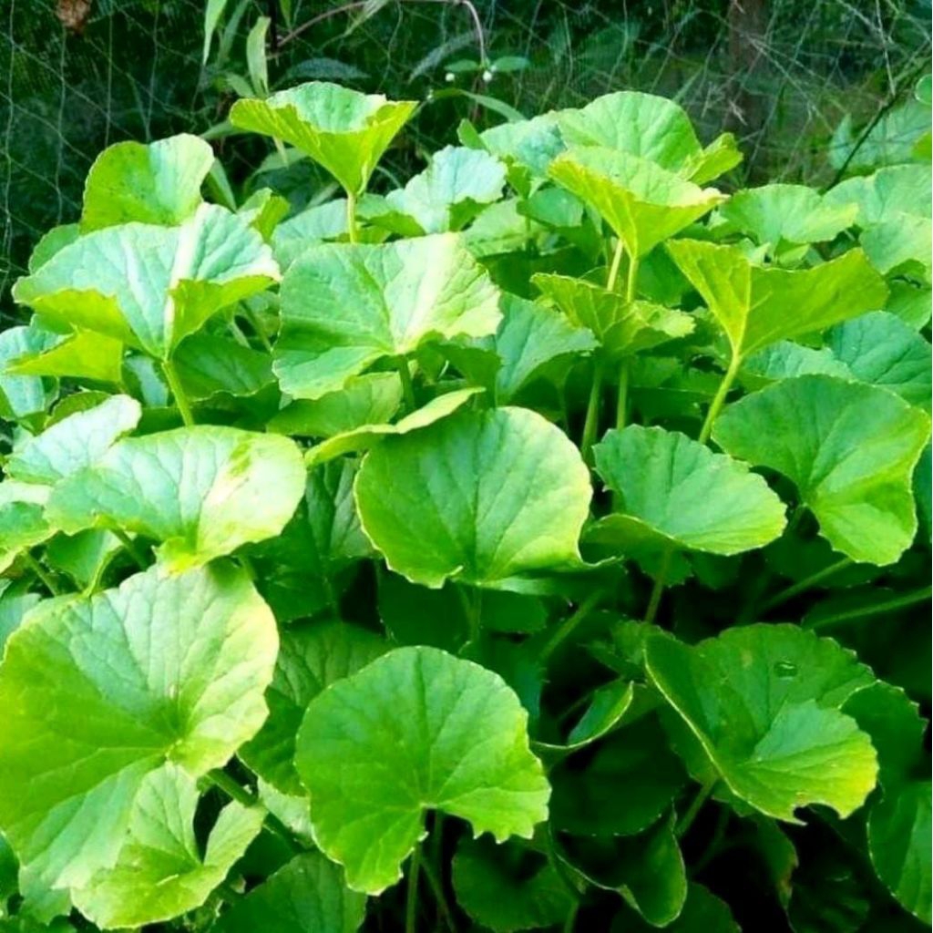 

Daun pegagan segar paket Kamasan 250 gran