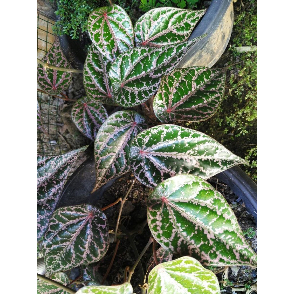 

Daun sirih merah/Fress/Daun lebar/10 Lembar