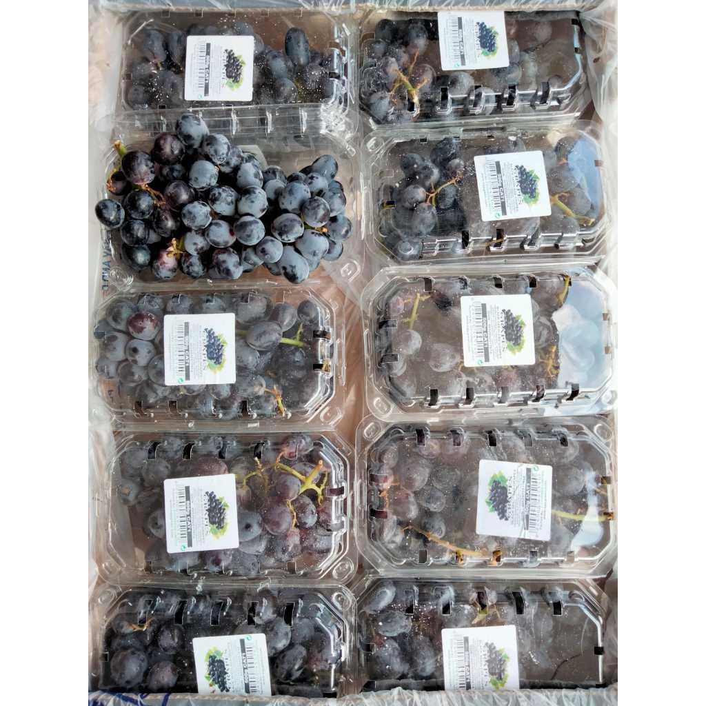 

Anggur Autumn Egypt (KG)