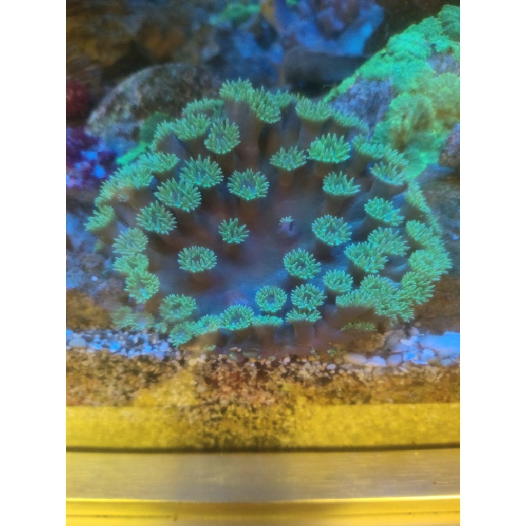 CORAL PAGODA HIJAU HIASAN AKUARIUM AIR LAUT