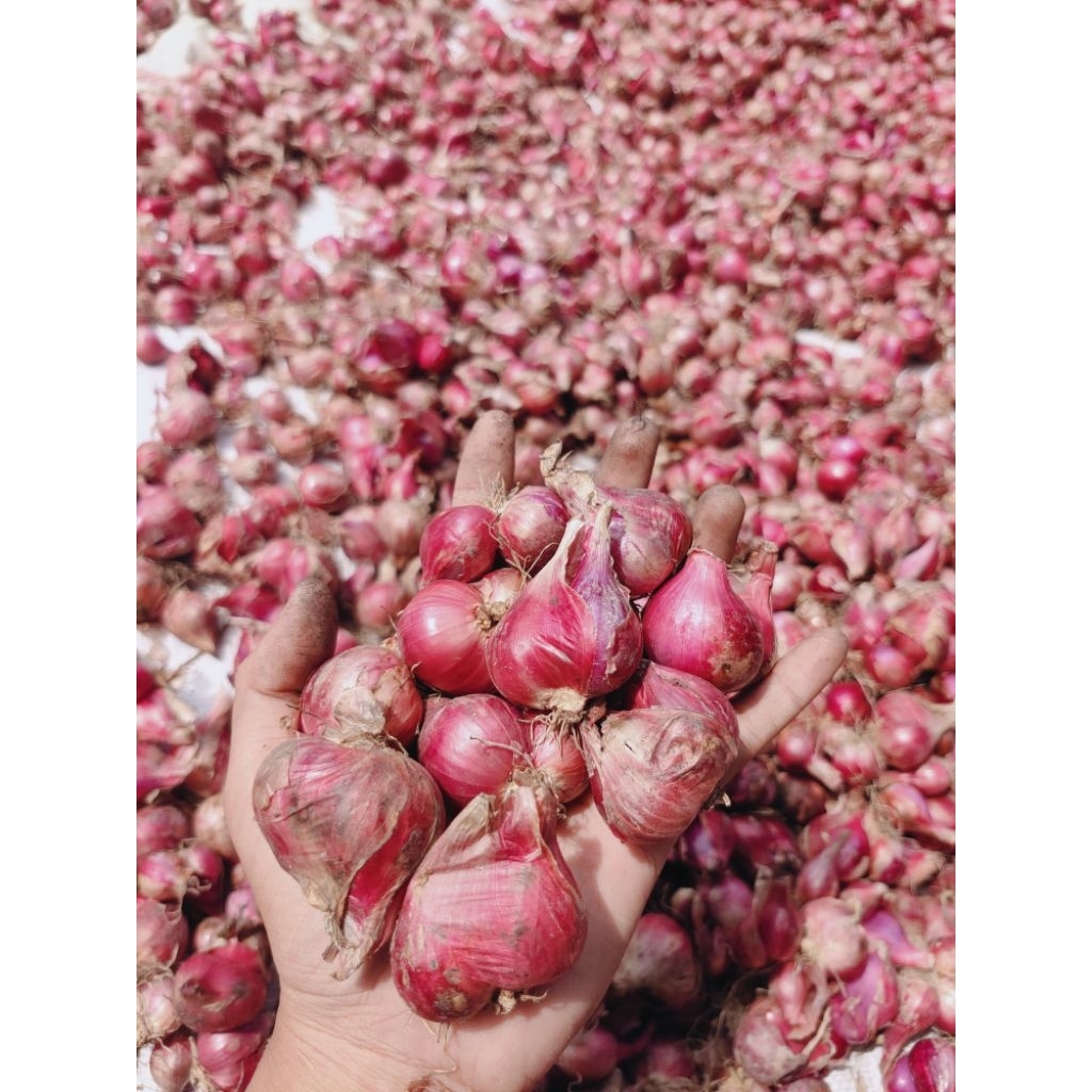 

Bawang merah Probolinggo super 1kg murah meriah