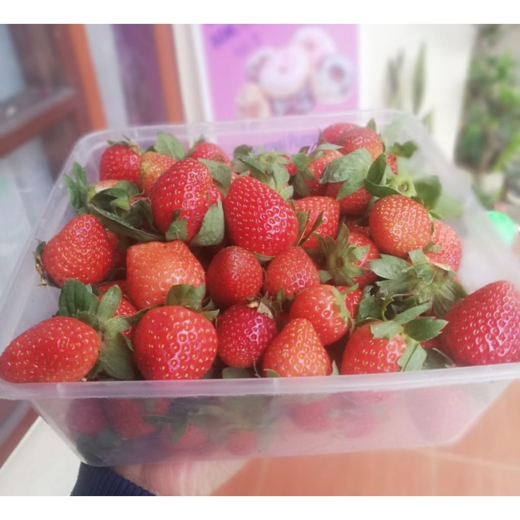 

stroberi fresh baru petik dari kebun (limited)