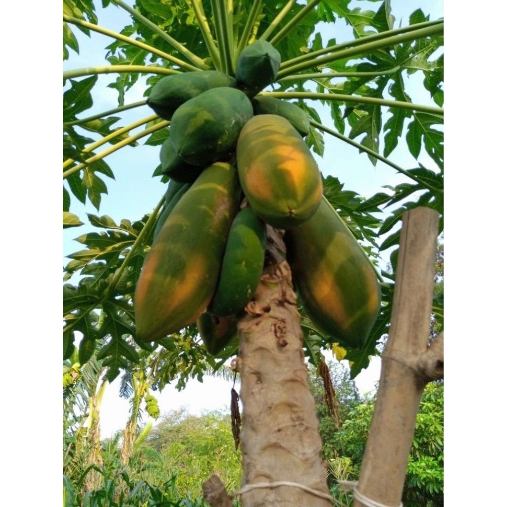 

buah California tua segar/pepaya per 1 pcs