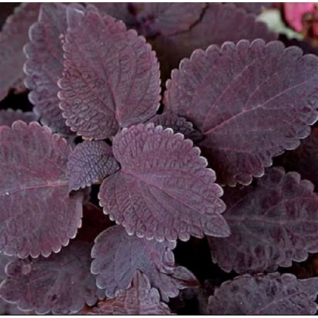 

daun jawer kotok/daun mina ungu segar berat 250 gram obat herbal