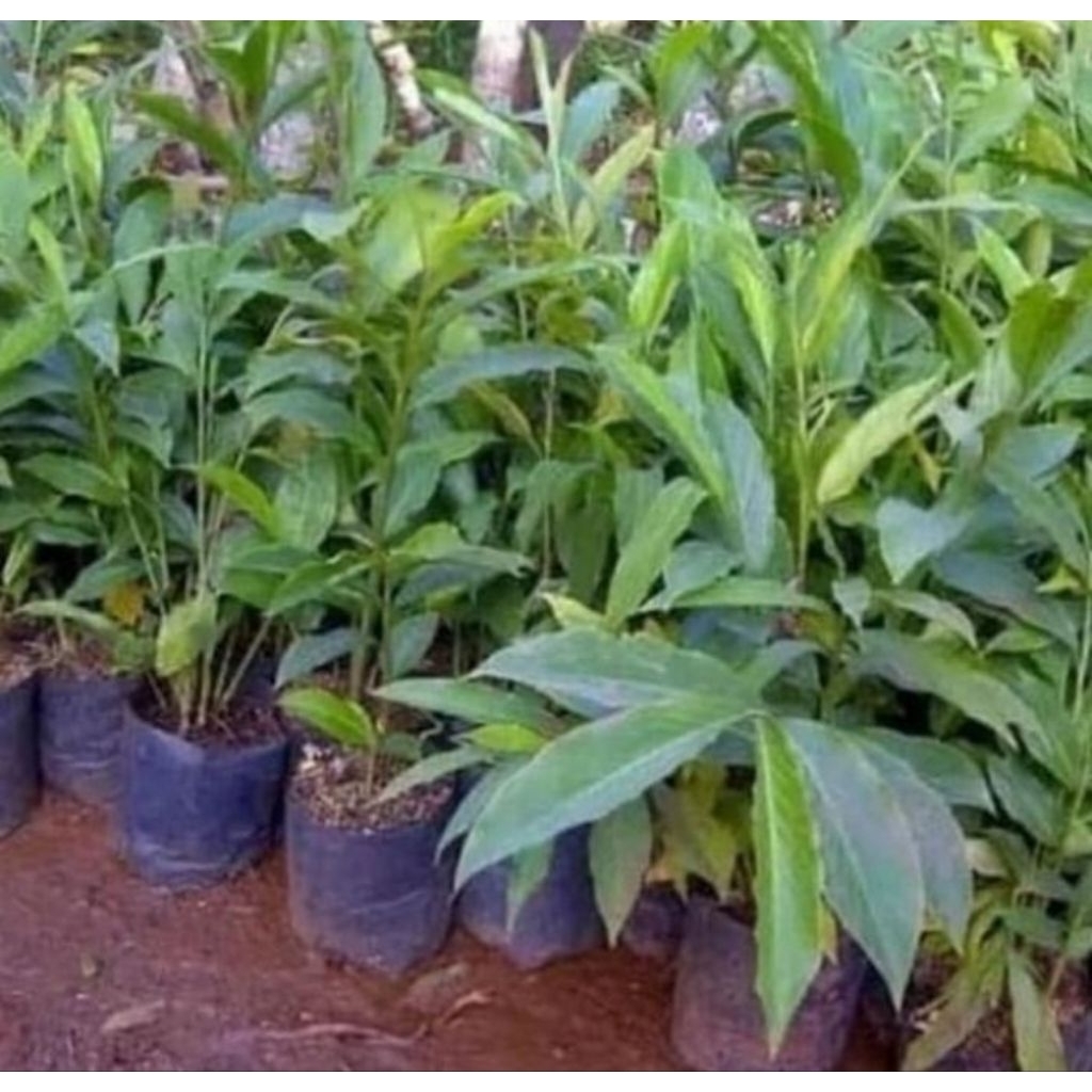 Pohon kecombrang/honje hijau - bibit tanaman honje/kecombrang