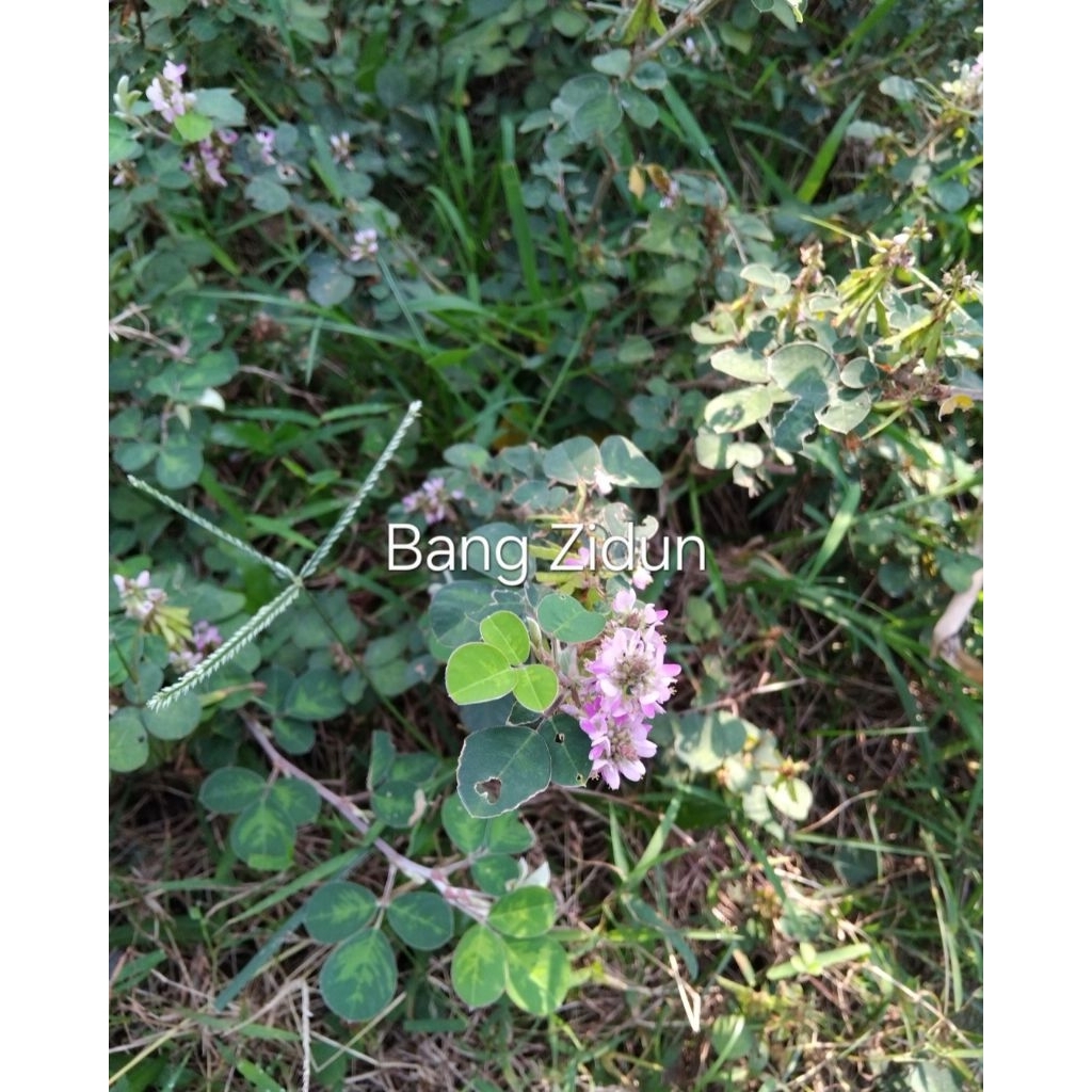 Bibit Bunga ungu langka stok terbatas, tanaman hias