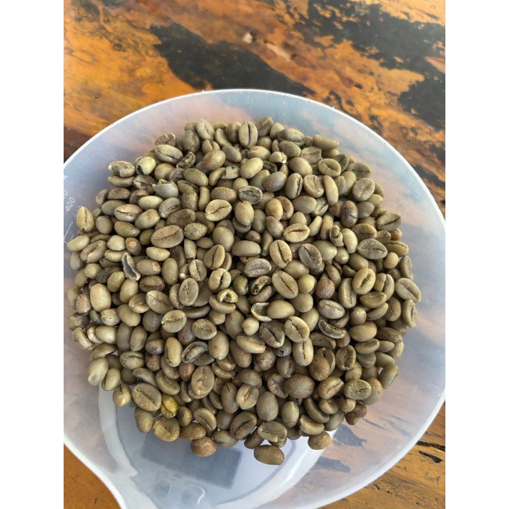 

Green Bean Robusta #biji robusta sortir