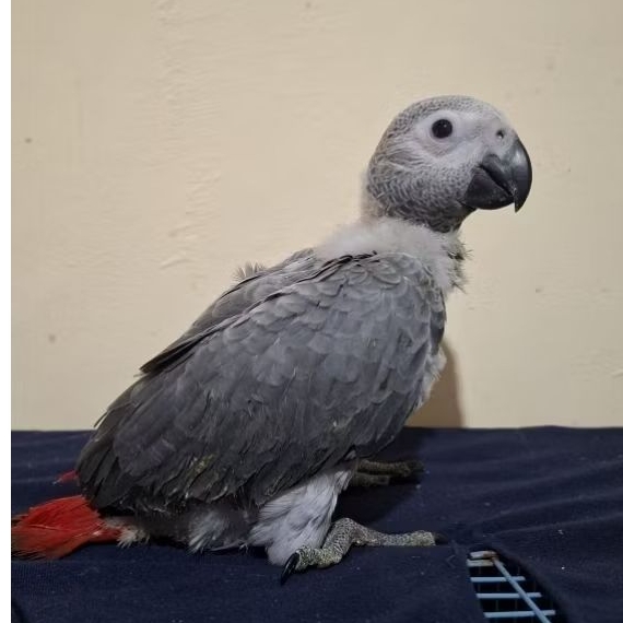Baby afgrey Anakan African grey