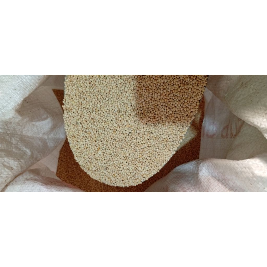 MILET PUTIH MAKANAN BURUNG LOVEBIRD CANARY PARKIT AUSTRALIA DAN PARROT - 1000 gr