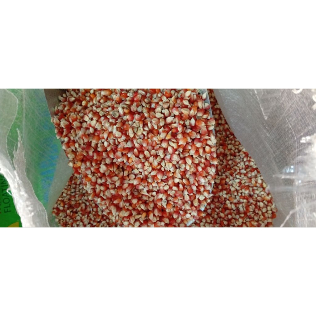 Jagung Merpati Super Cililin 1 kg