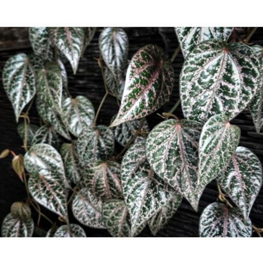 

Daun Sirih Merah obat herbal segar/Fresh Organik Tanpa pestisida