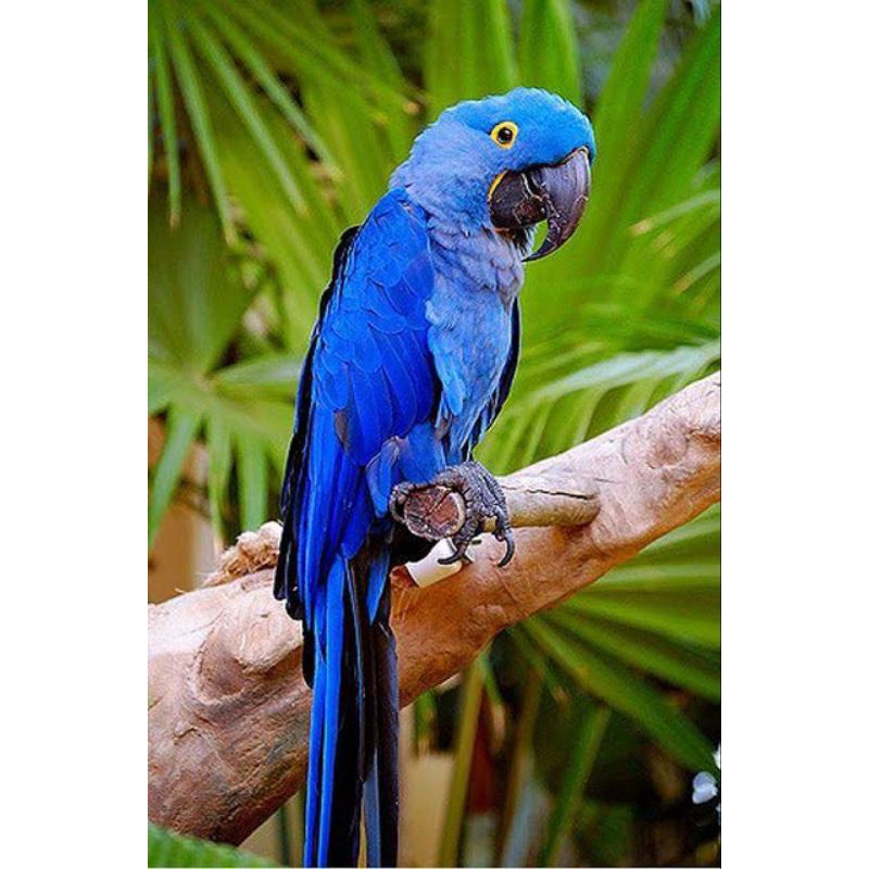 

Telur burung Nuri biru fertil untuk ditetaskan telur fertil