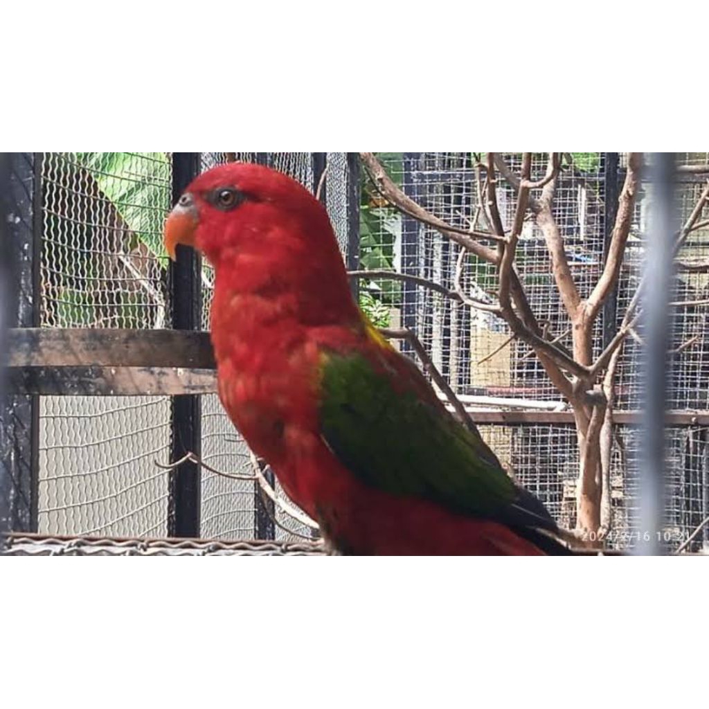 

Telur burung Nuri Ternate untuk ditetaskan