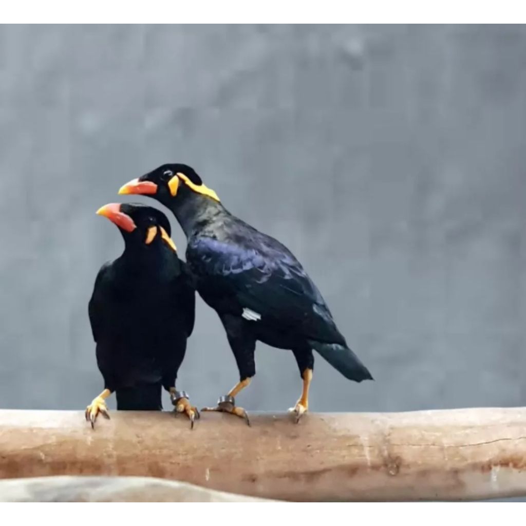 

Telur fertil BEO siap tetas