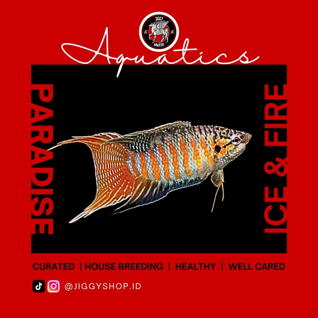 PARADISE FISH - ikan hias air tawar | cupang Paradise/ikan paradise/ikan cendrawasih