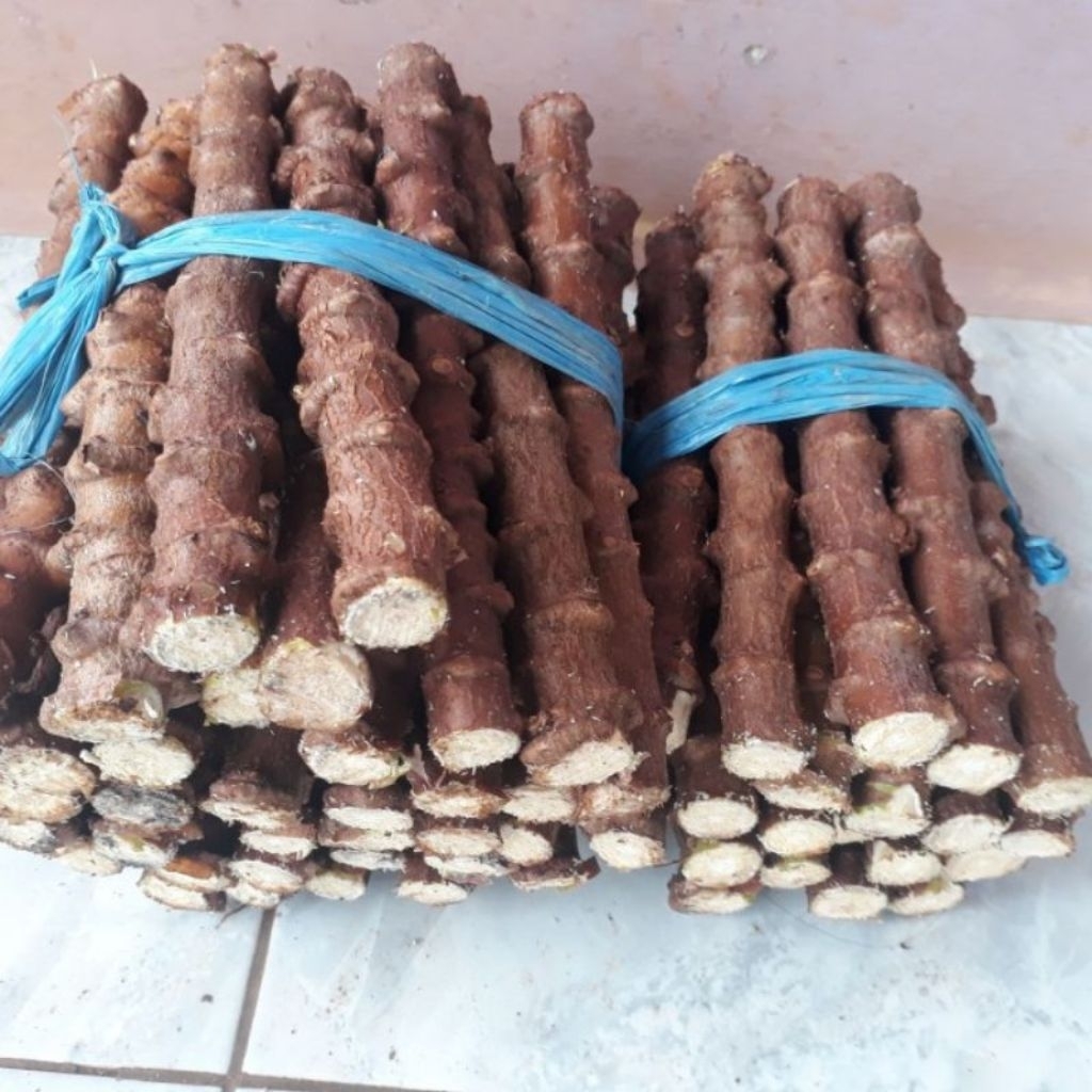 

MURAH!! PAKET 10 Stek batang singkong Apuy / singkong manis terlaris