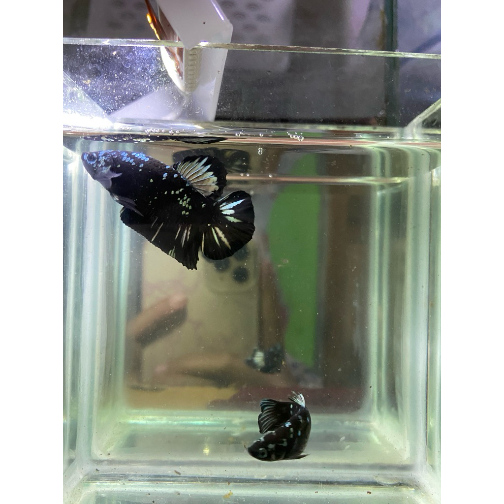 2 PAIR AVC GOLD OM BARON