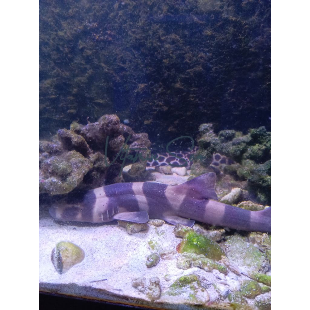 Ikan Laut Hiu Bambu / Bamboo Shark Hidup