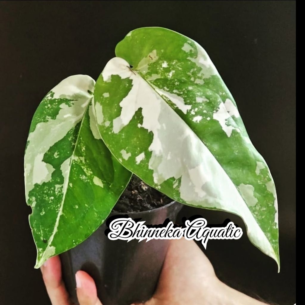 Tanaman Hias Syngonium Chiapense Variegata Varigated Varigata Real Pict Murah Ekonomis