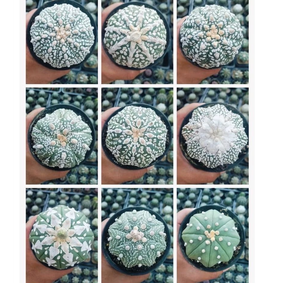 kaktus astro asterias/astro v type rensei langka/kaktus kolektor item/kaktus astro jumbo (bebas pili