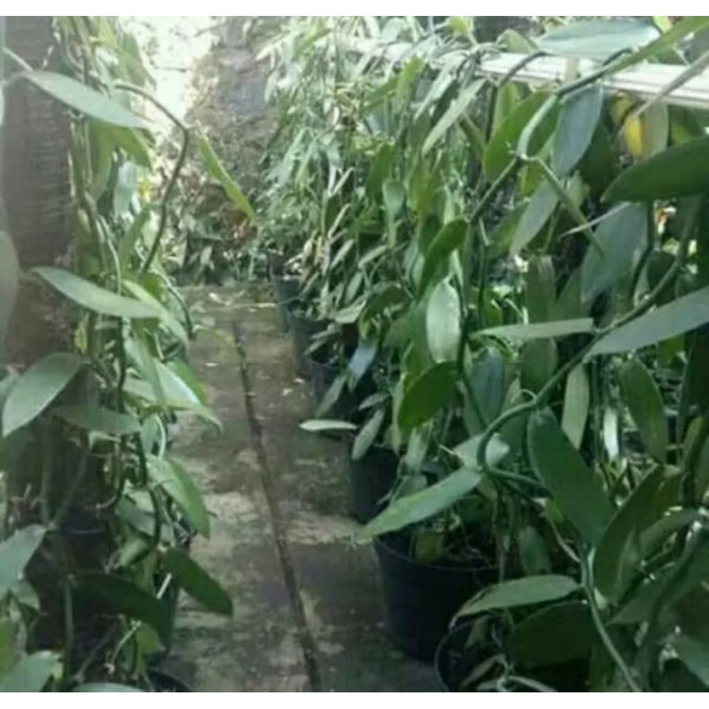 Bibit Vanili 1 meter sulur - Bibit vanili Unggul Per meter siap tanam
