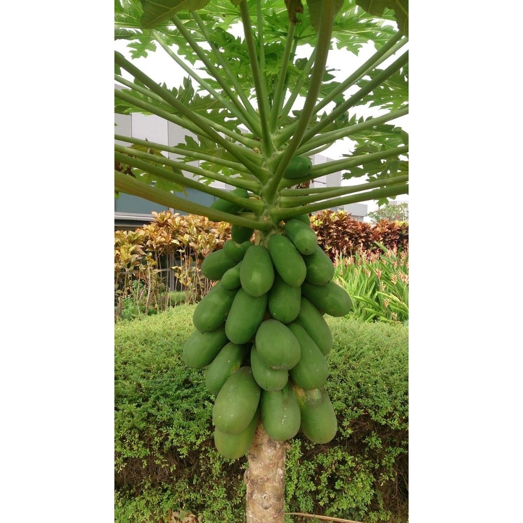 

buah pepaya California segar dan manis/1kg prozen