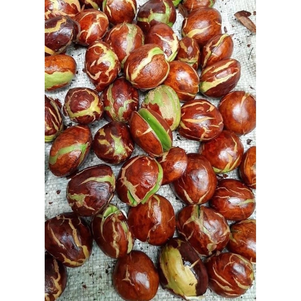 

buah jengkol tua fres dan bagus per 1 kg