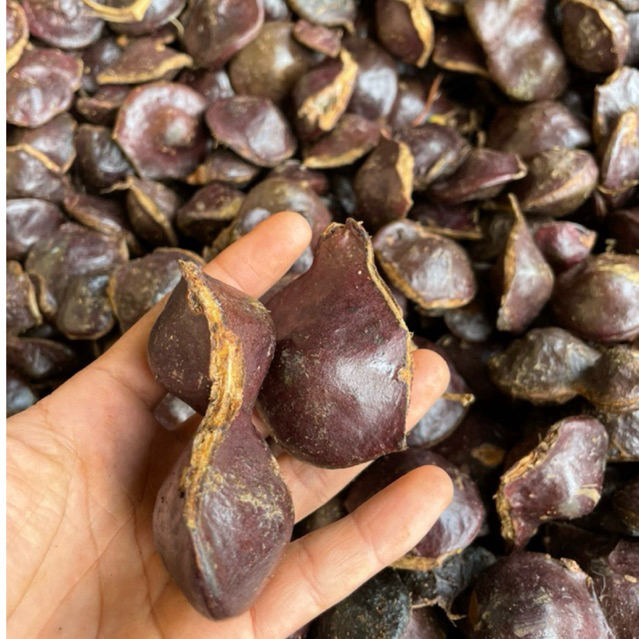 

Jual buah jengkol muda kualitas super ( 1 kg belum di kupas )