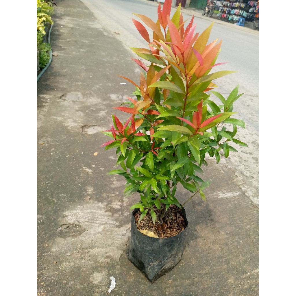 pucuk merah | pucuk merah kecil