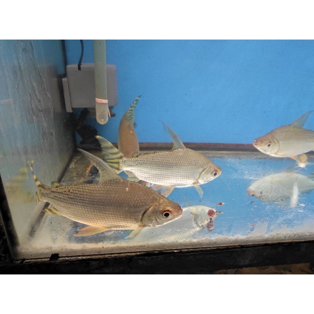 American Yellow Flag Tail | Yellow Feifeng | YFF