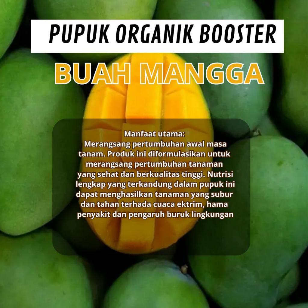 Pupuk Organik Booster Pelebat Buah Mangga Dan Biar Bunga Tidak Muda Rontok 250 Gram