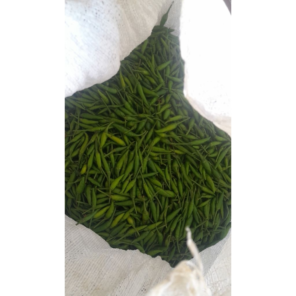 

Cabe rawit hijau cabai rawit caplak segar 1kg