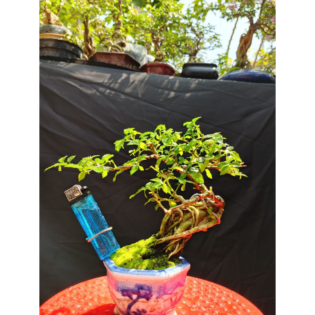 Bonsai siap pajang serut mini
