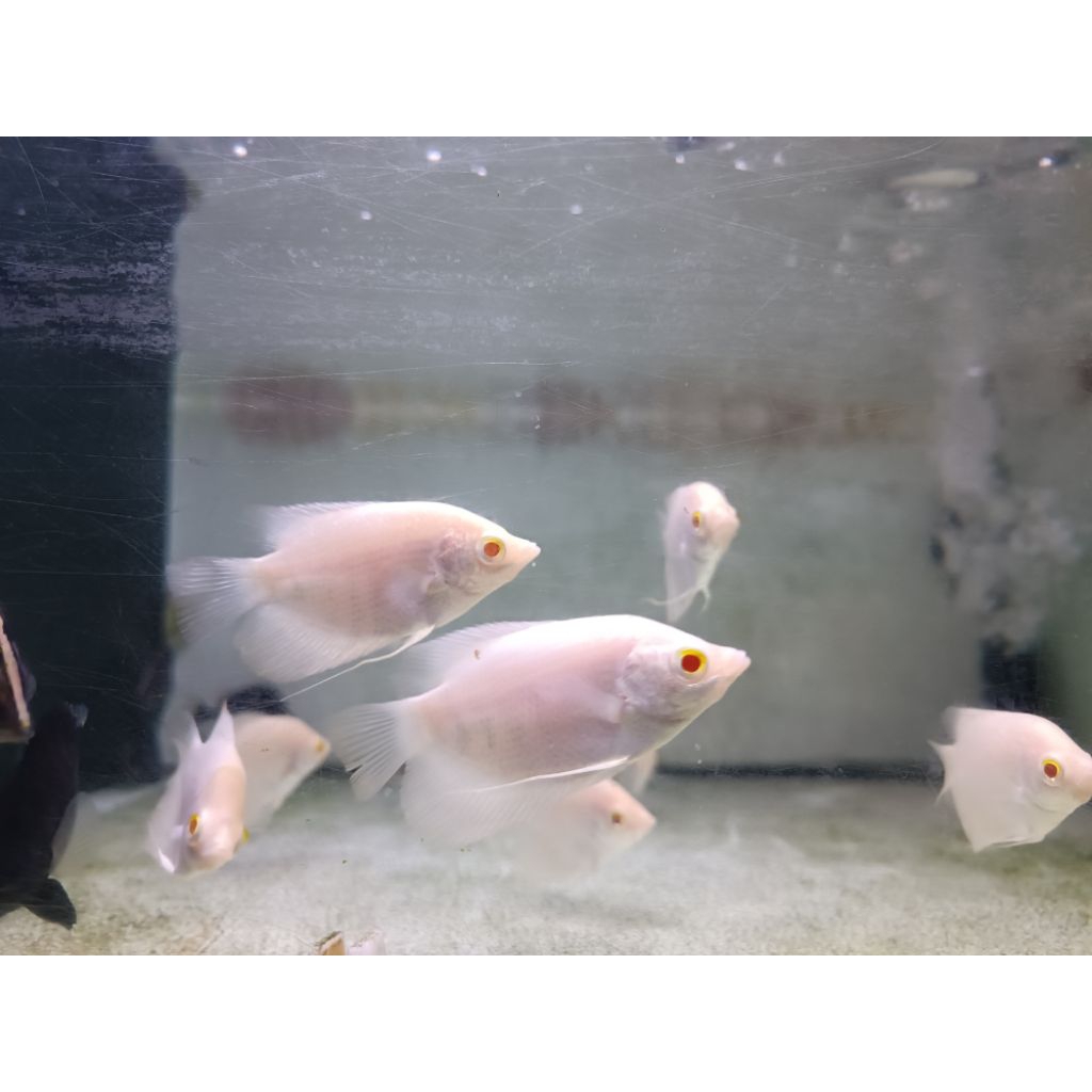 sticker GURAME ALBINO THAILAND RED EYES 8-10cm