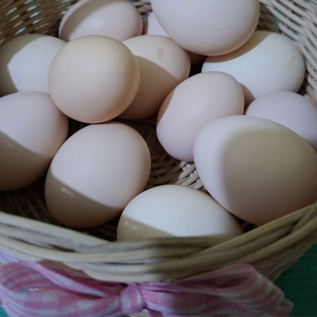 Telur ayam kampung organik - FRESH cage free