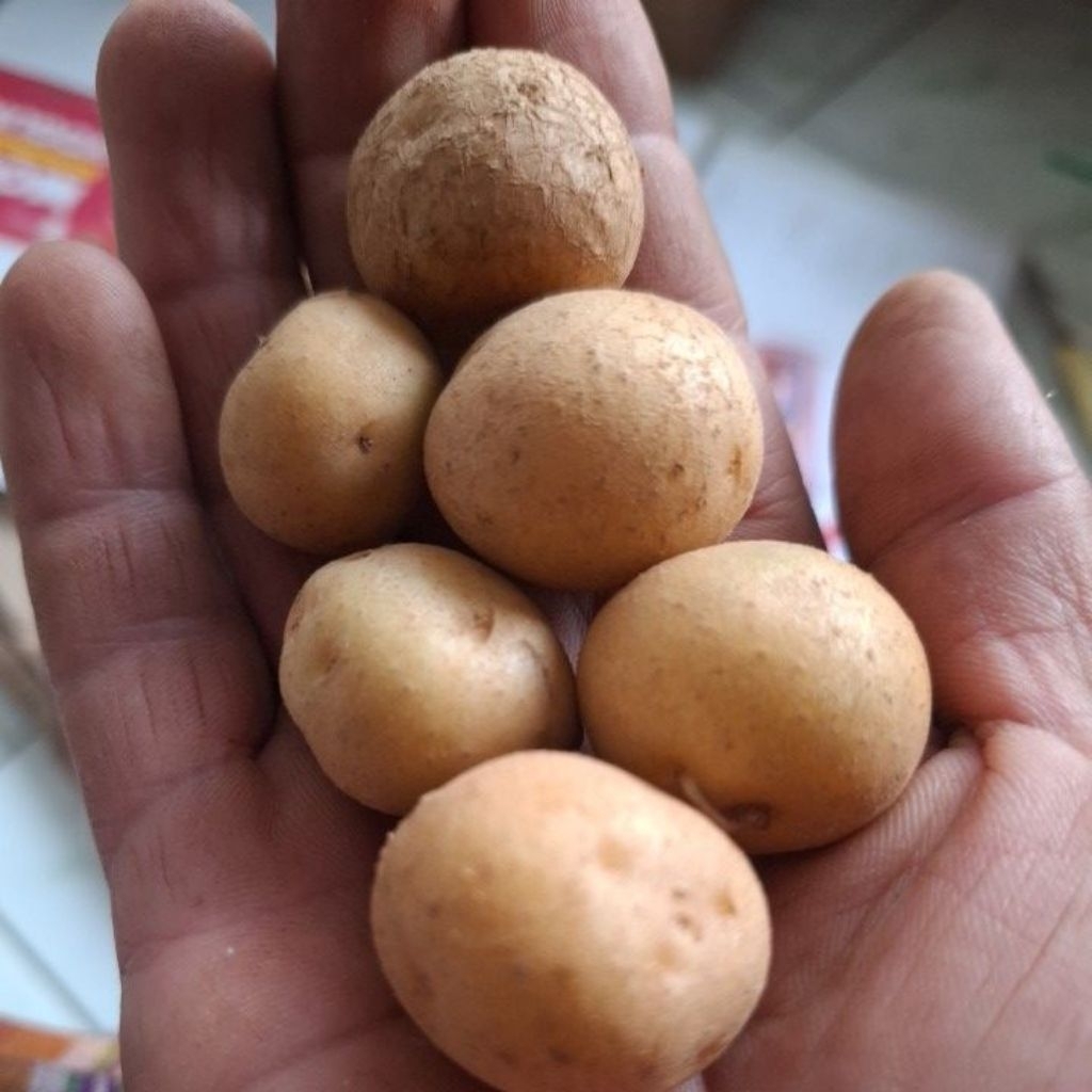 

kentang beby kecil/kentang cimol/rendang ..500gr