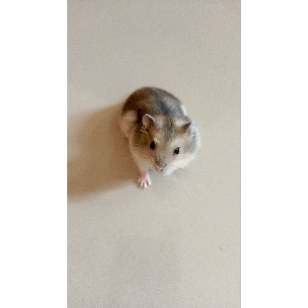 HAMSTER WINTER WHITE INDUKAN SIAP KAWIN