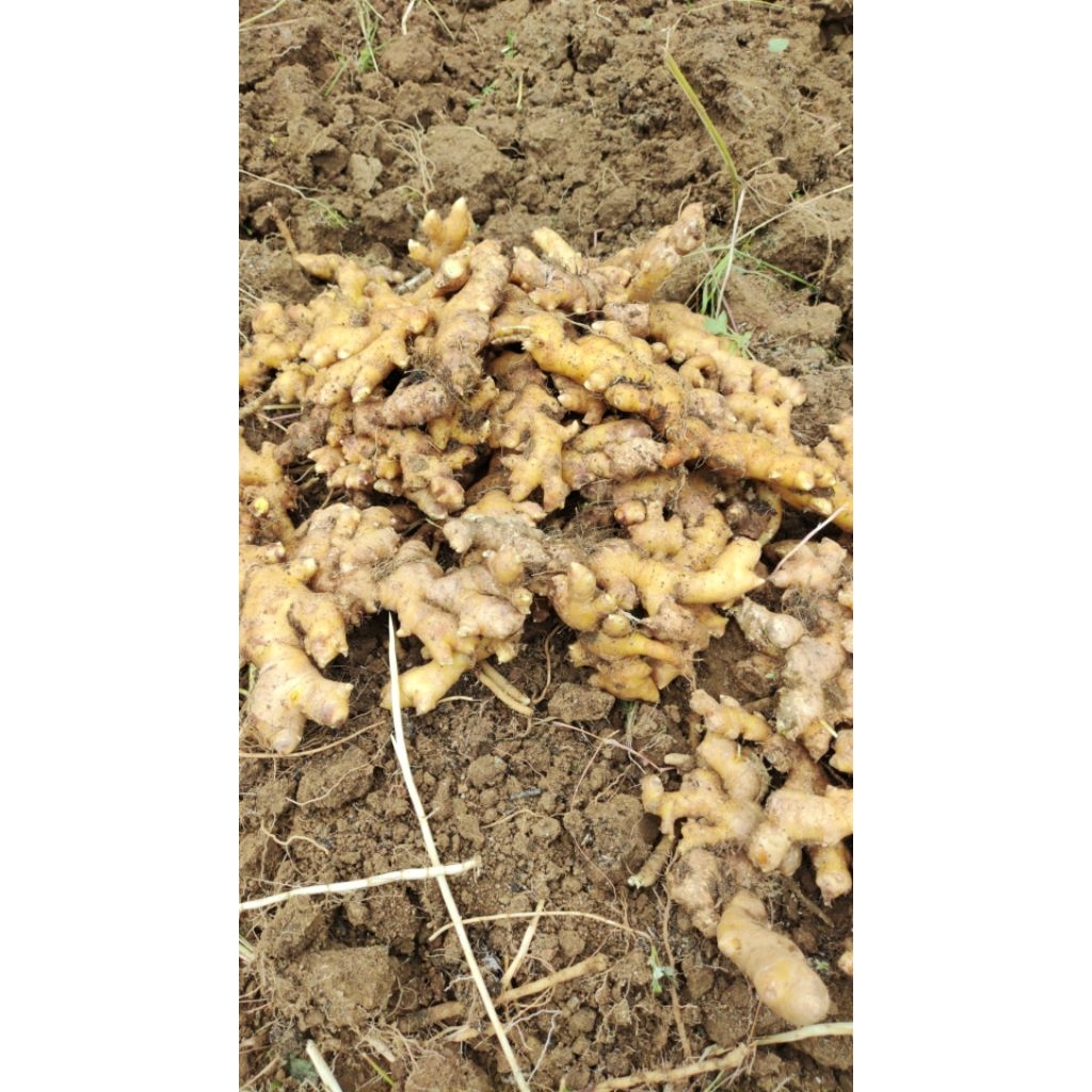 

jahe gajah 250 gram super