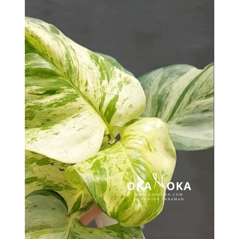 Epipremnum Manjula Pothos Besar Jumbo