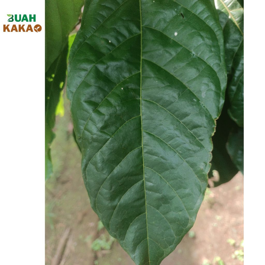 

termurah dan terbaik, daun kakao/coklat segar berkualitas