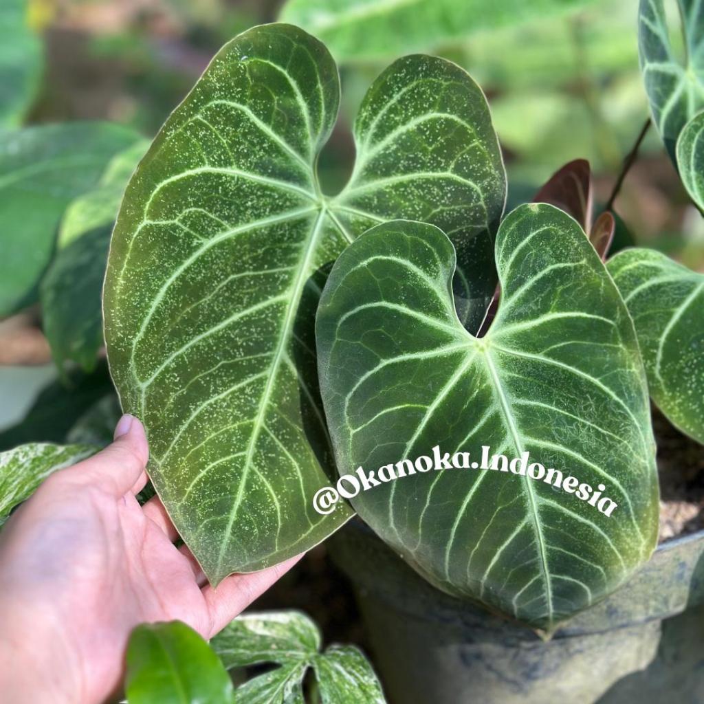 Paket Combo Anthurium Magnificum Hybrid & Verde